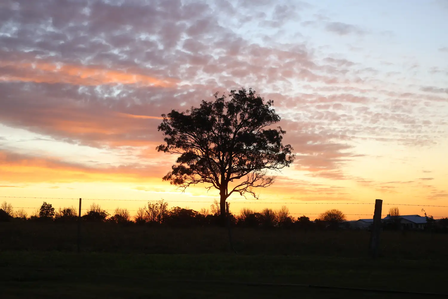 A lone tree on an open field at dusk.